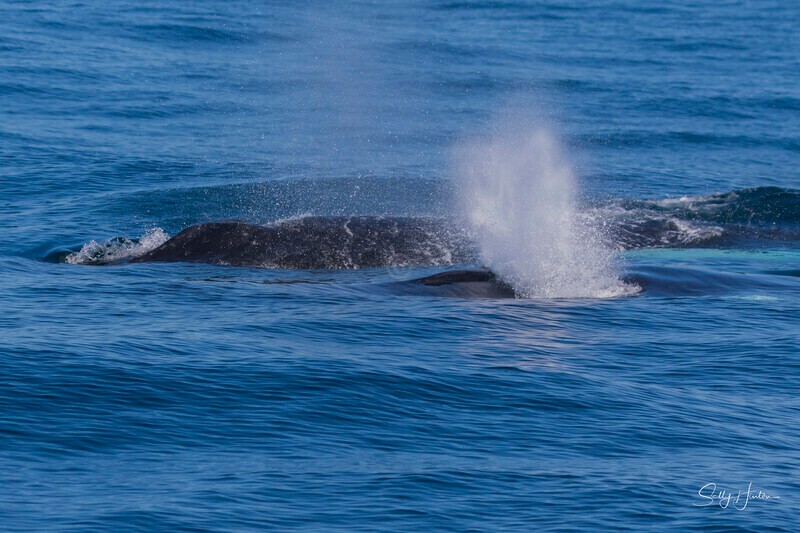 0A3A2433 - 2024 Whale Photos