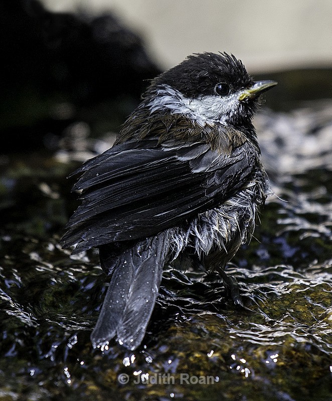 Chestnut-backed Chickadee - Backyard Bathing Birds