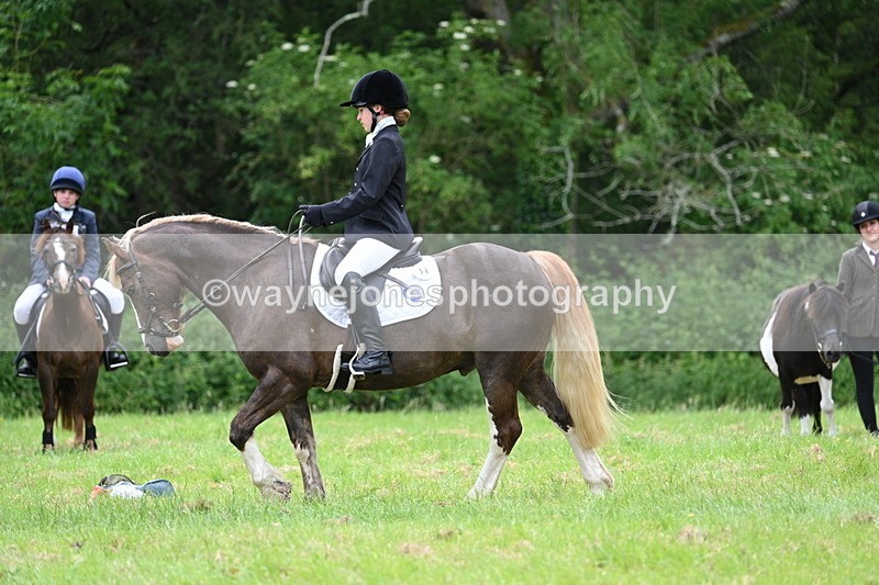 WJ7_4175 - Class 14A Handsome Gelding