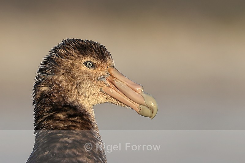 Southern Giant Petrel close portrait, Volunteer Point, Falklands - Southern Giant Petrel