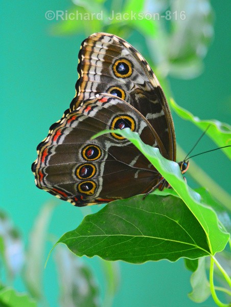 Buckeye Butterfly - Butterfly Gallery