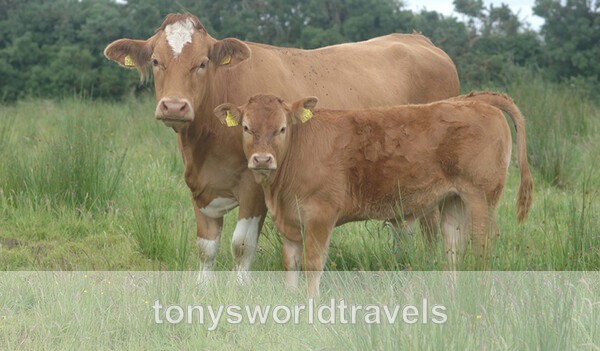 Paty's Cows, Ireland - IRISH FARM ANIMALS