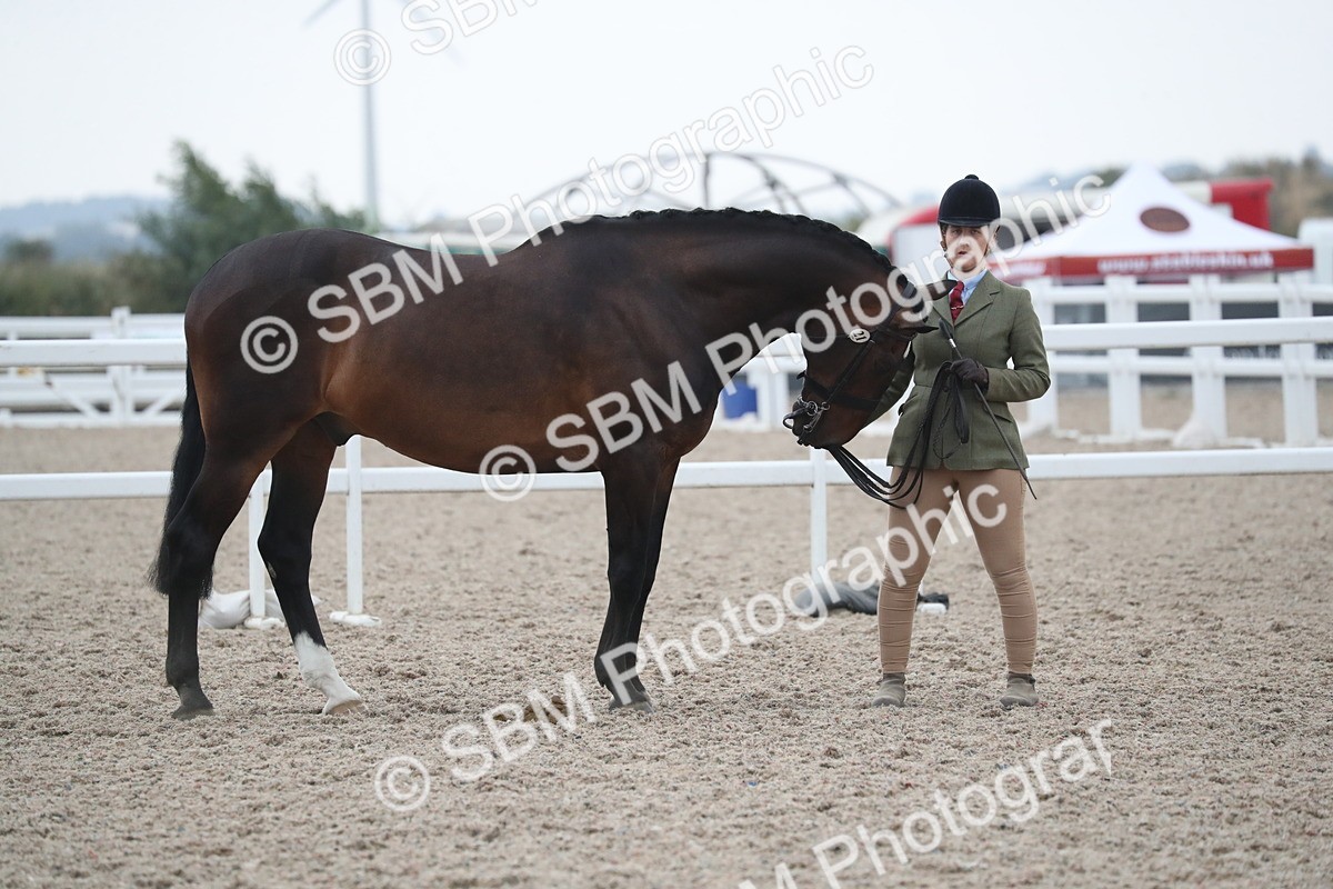 SBM_18302 - Class 318 IH Part bred Horse/Pony