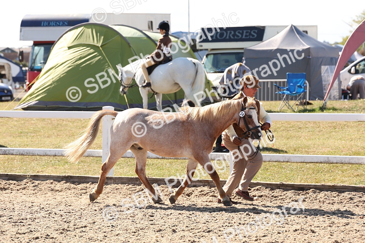 SBM_13883 - Class 205 - IH Show Pony - Show Hunter Pony