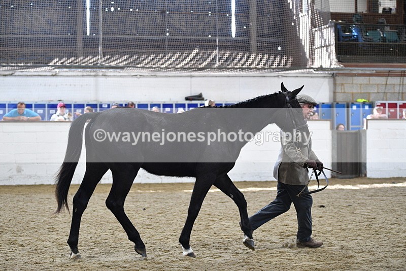 WJ5_4814 - Class 3 Part Bred In hand