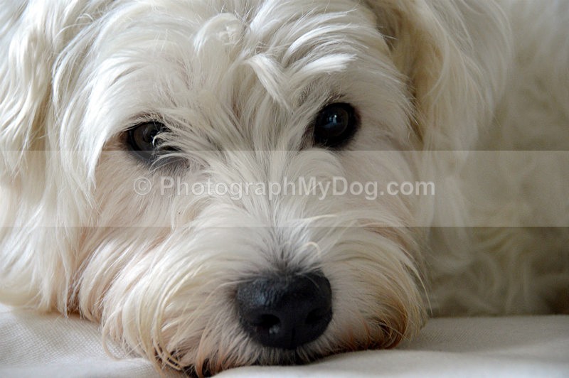  - West Highland Terriers