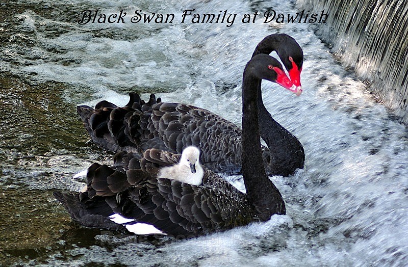RSP048 Black Swan family at the weir - Dawlish Postcards