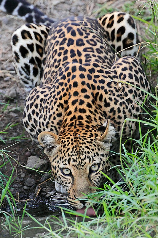 Leopard drinking from a stream - Leopard