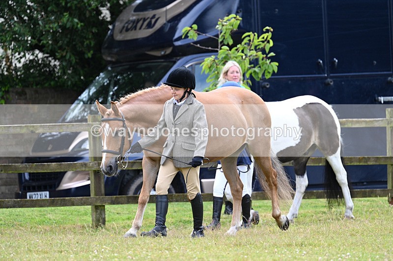 WJ7_6517 - Class 5 Handsome Gelding in hand