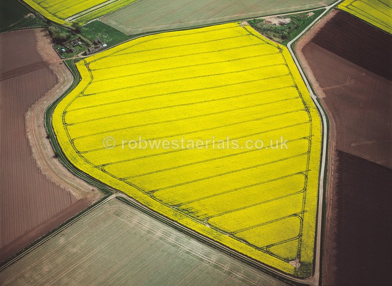 Rape seed farming at Easter Gospetry in Fife in Scotland