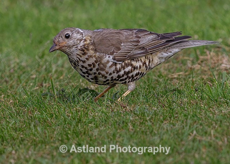 Astland Photography, Bird and Wildlife Images, Susan and Peter Wilson, U.K