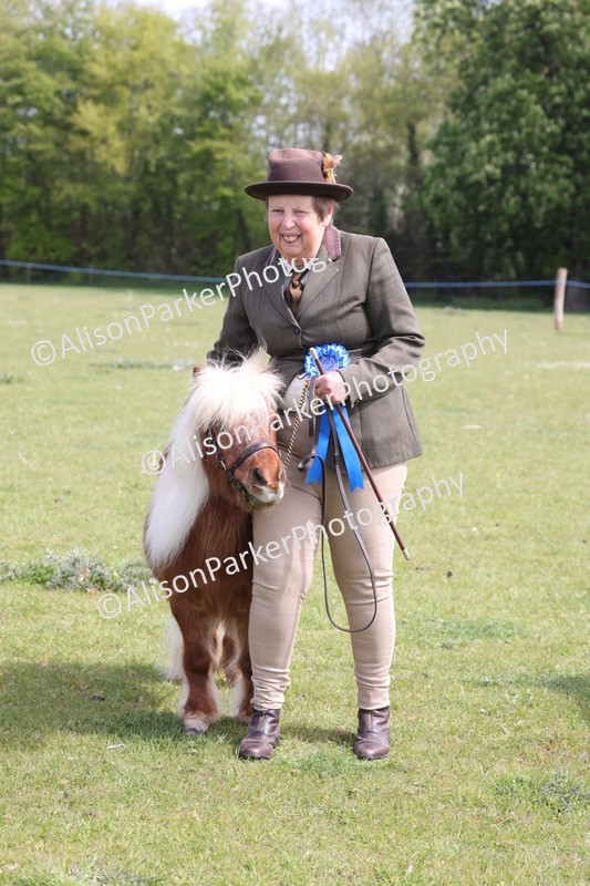 20260426-3216 - Class 26 - Shetland Ponies and Minitures