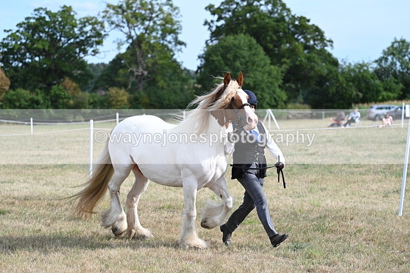 WJ7_8157 - In-hand Championship