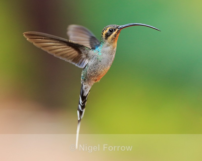 Green Hermit (female) hovering, La Paz Gardens, Costa Rica - Green Hermit