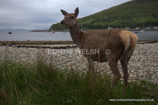 12 - WEST of SCOTLAND