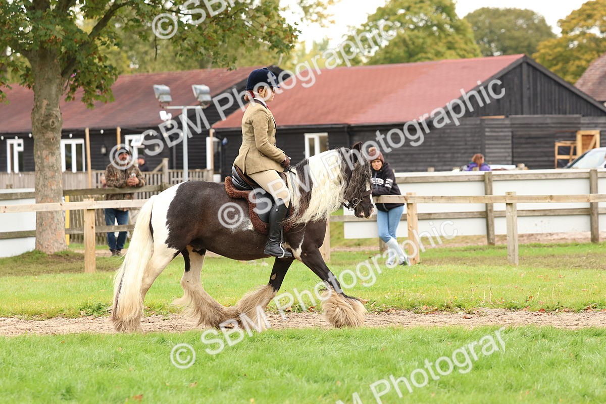 SBM_59895 - S36 - Rehabiliated Rescue Horse & Pony In Hand & Ridden