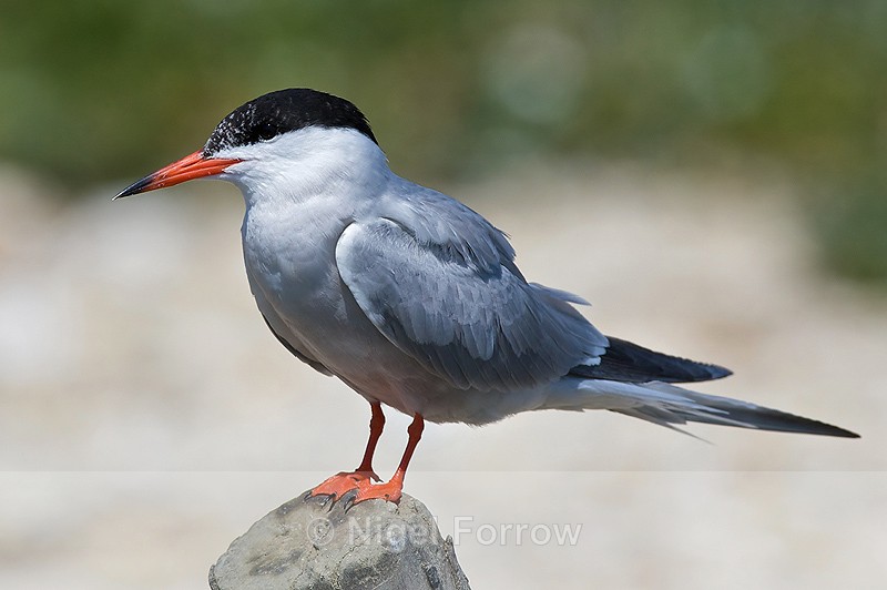 Common Tern perched on a post in the lagoon at Brownsea Island - Common Tern