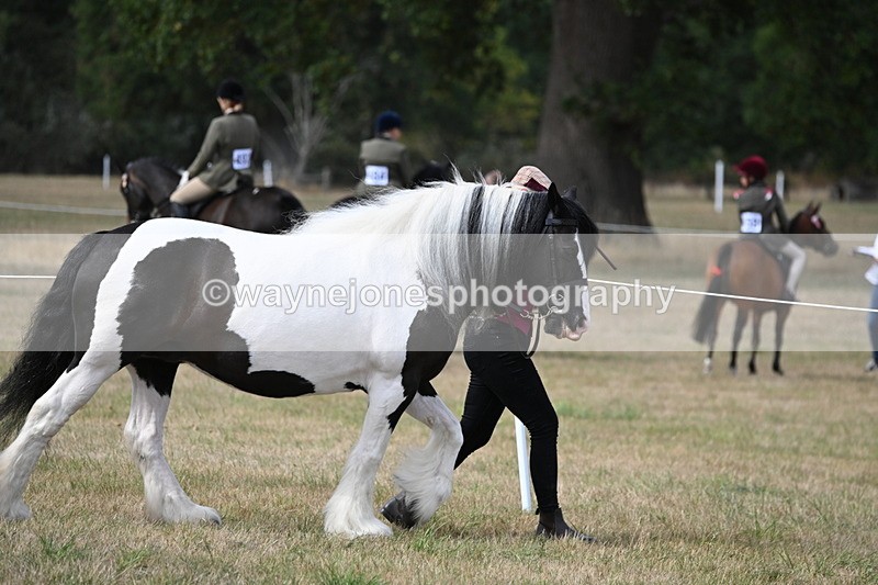 WJ6_6422 - Class 20 In-hand Cob
