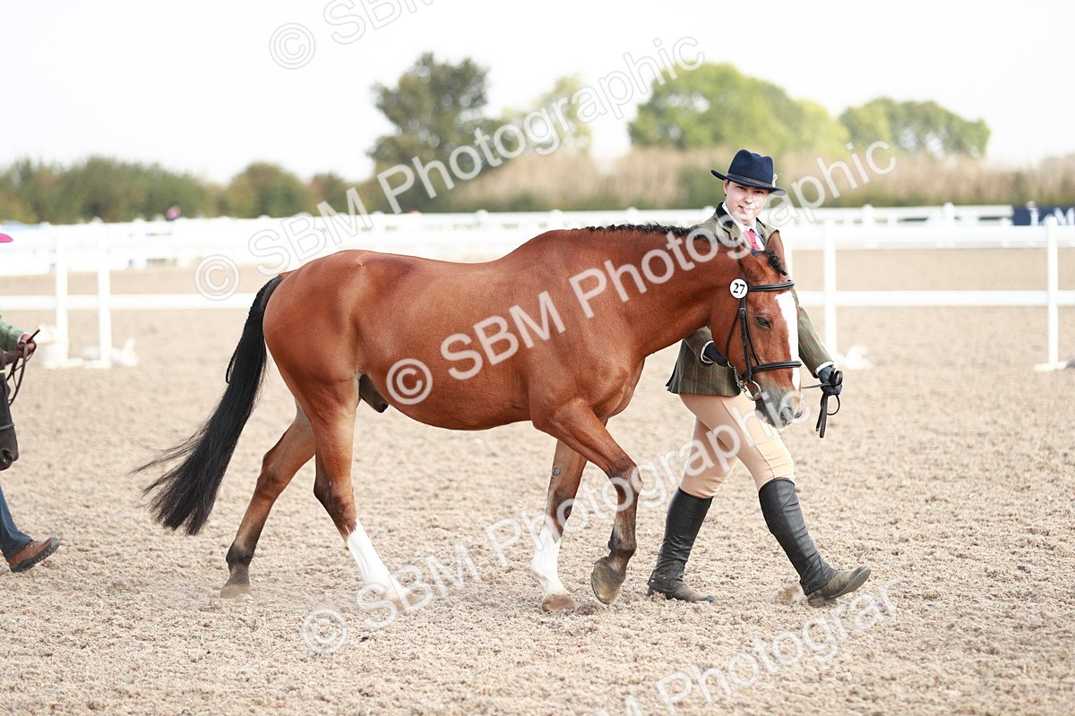 SBM_11745 - Class 206 IH Non Show Type Pony