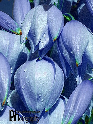 Yuca-Blue-tint608 - Flora & Fauna