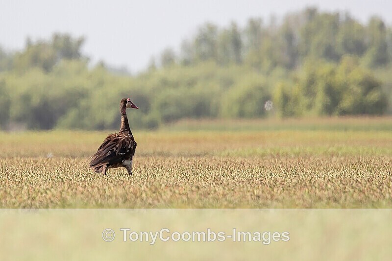 Spur-winged Goose - The Gambia