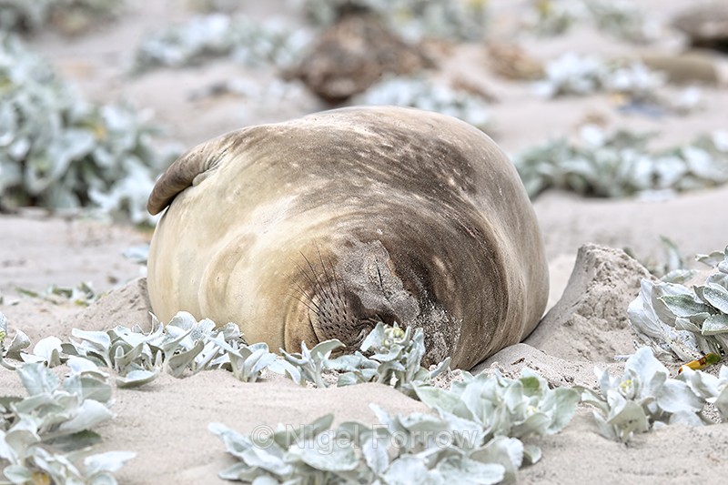 Southern Elephant Seal sleeping, Sea Lion Island, Falklands - Seal