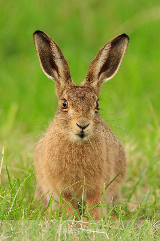 Brown Hare, close view at Otmoor RSPB - Hare