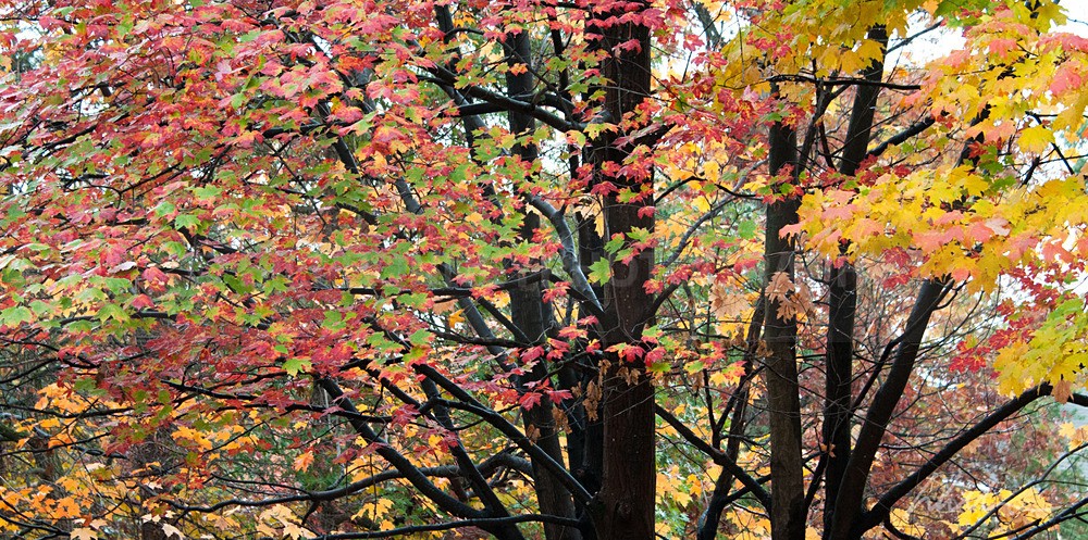 _WDB3094 - Trees