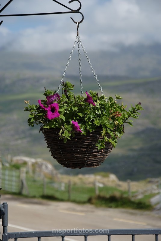 Flower Basket at Molls Gap. - Irelands landscapes