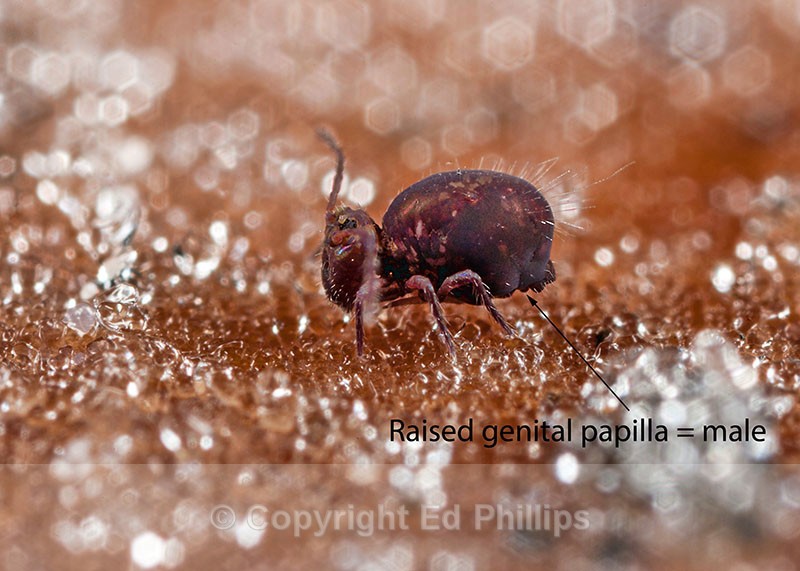 Dicyrtoma fusca (m) - Dicyrtoma fusca