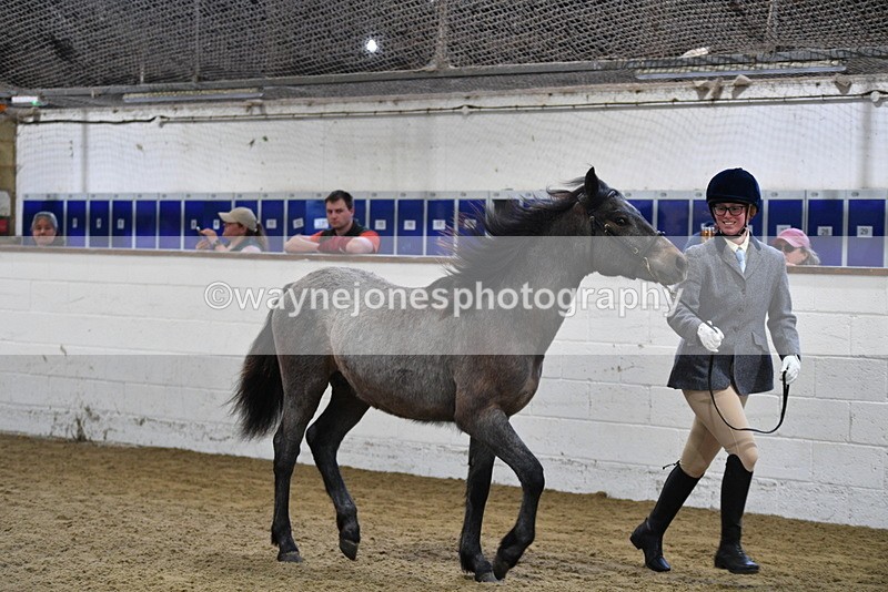 WJ5_3409 - Class 1 Youngstock