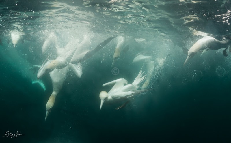 Gannets Underwater 15