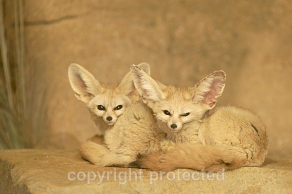 Fennec Foxes - African Wildlife
