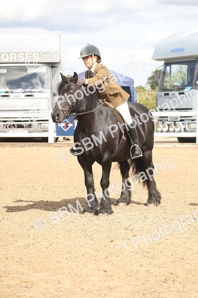 SBM_14573 - Class 505a - M&M Working Veteran - 50cm (15-19)