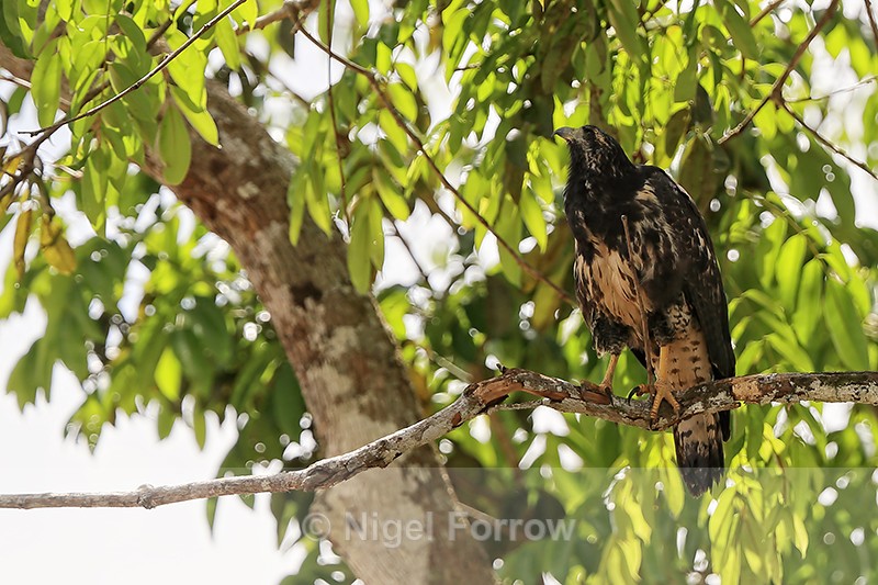 Common Black Hawk (immature) perched, Rio Sierpe, Costa Rica - Common Black Hawk