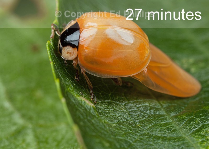 Harlequin Ladybird