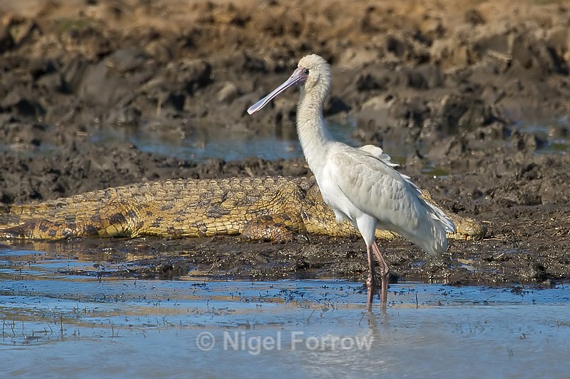 African Spoonbill standing at the water's edge - African Spoonbill