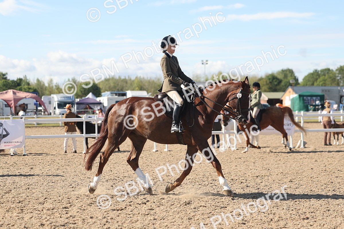 SBM_13049 - Class 305 - Ridden Foreign Breed Pure Bred