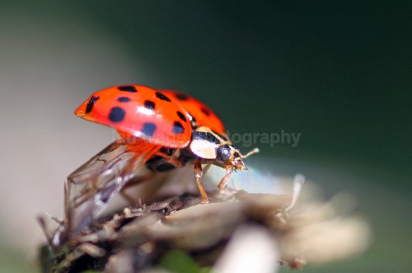  - Insects & Snails, Great Britain
