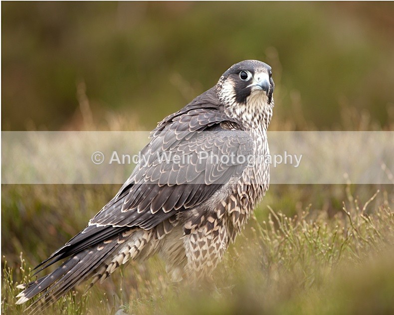  - Peregrine Falcon