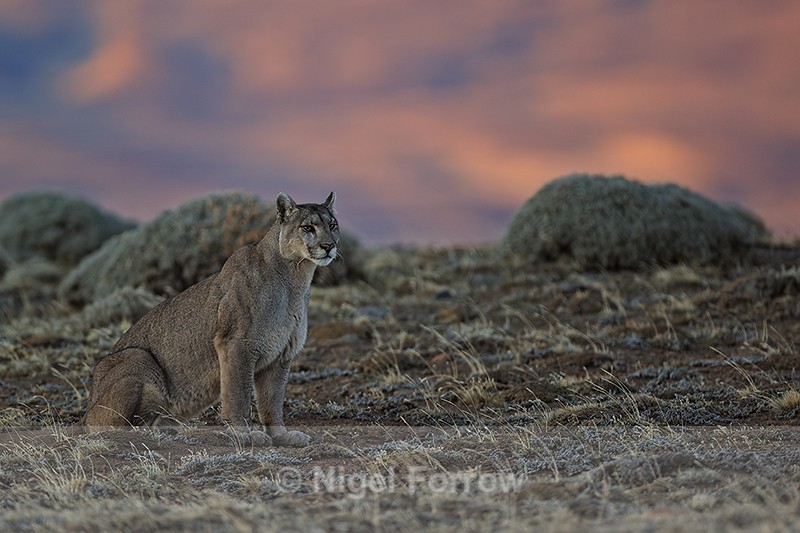Puma Petaca sitting early morning, Torres del Paine, Chile - Puma