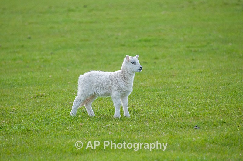 ACP_3503-1 - Sheep