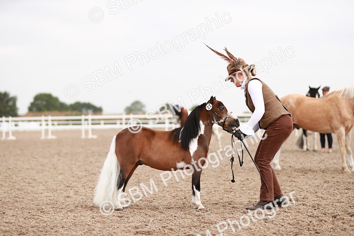 SBM_11844 - Class 206 IH Non Show Type Pony
