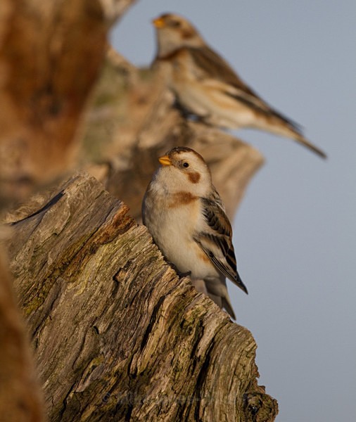 SNOW BUNTINGS - SNOW BUNTINGS