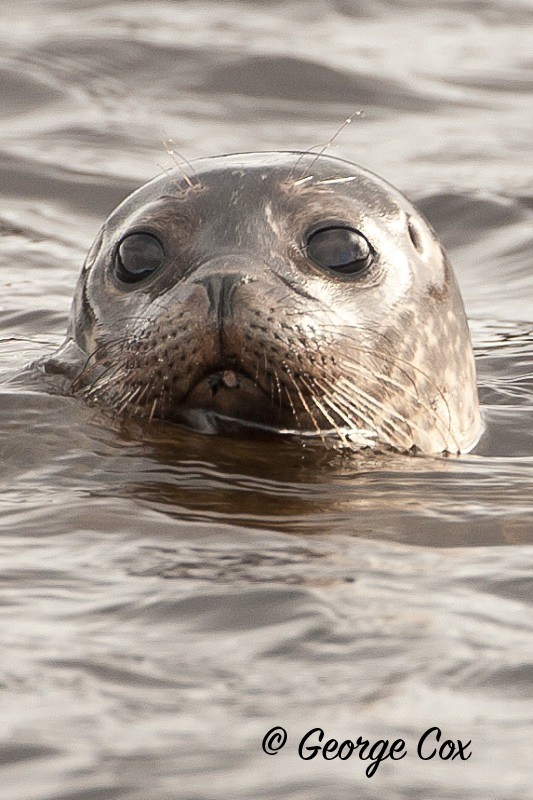 Common Seal - Mammals