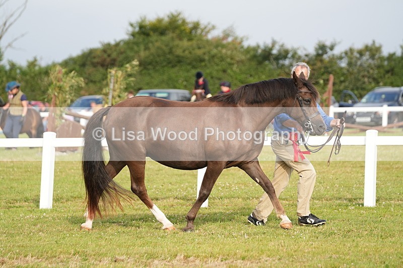 DSC04490 - Classes 44 & 45: NPS M&M Brood Mare and Foal