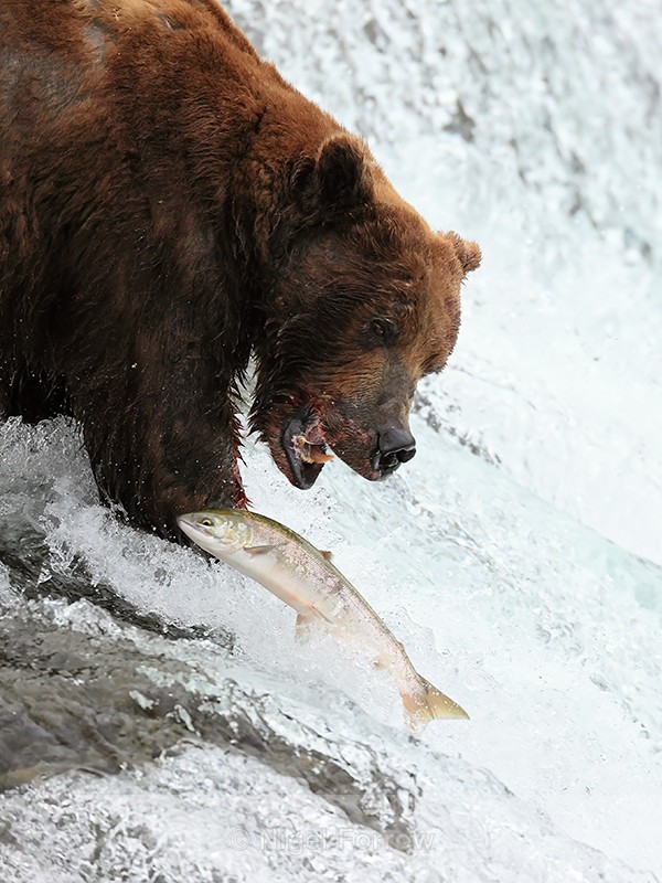 Brown Bear & jumping salmon out of reach, Brooks Falls, Alaska - Brown Bear