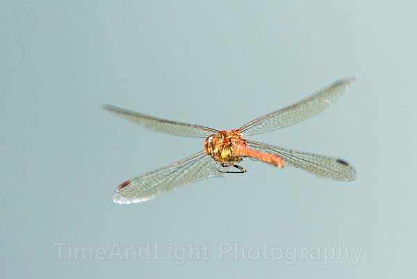Male Common darter - Dragonflies & Damselflies