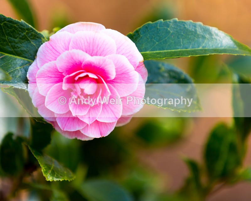 20160419-3K8A3373-4213 - Plants & Flowers