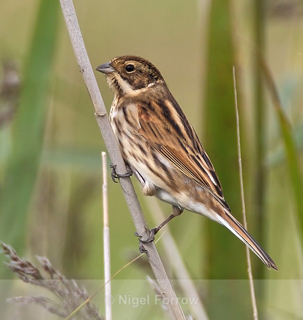 Reed Bunting - Reed Bunting